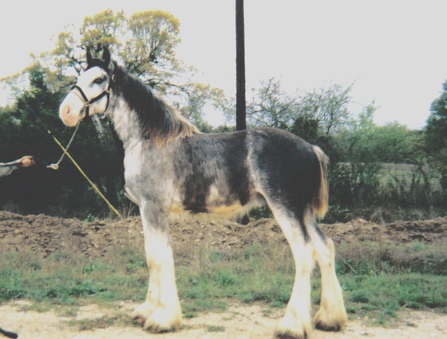 Die Gelbe Rose Clydesdales